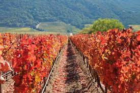 Винные туры - отведайте лучшие сорта вина и наслаждайтесь прекрасными пейзажами